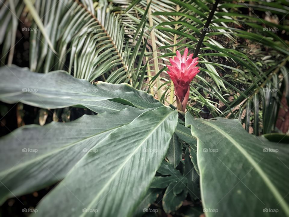 Torch ginger