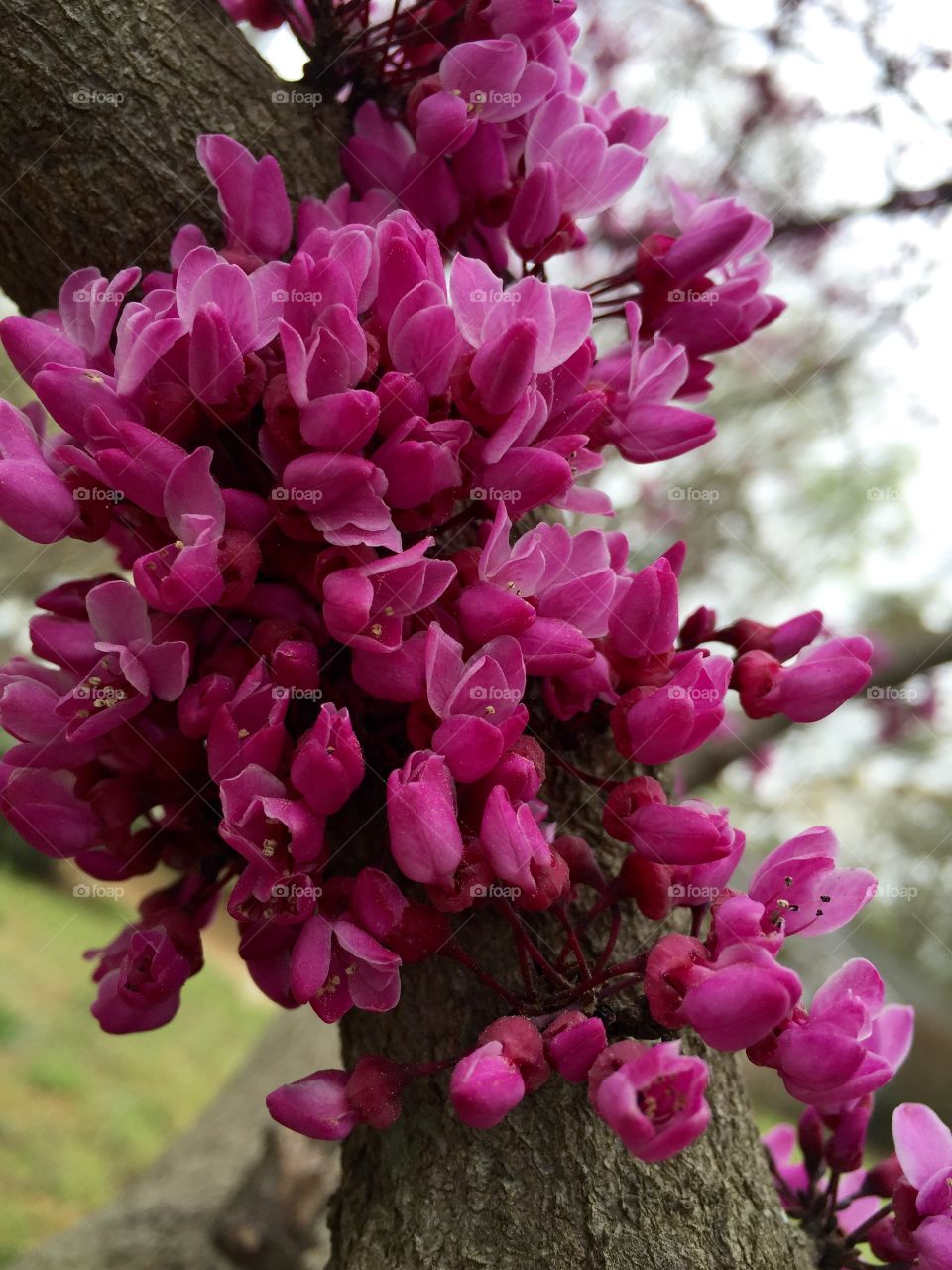  Brilliant Texas redbud 