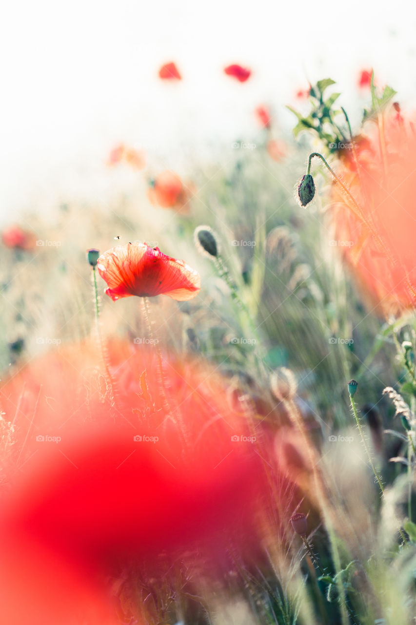 Poppies flowers and other plants in the field. Flowery meadow flooded by sunlight in the summer