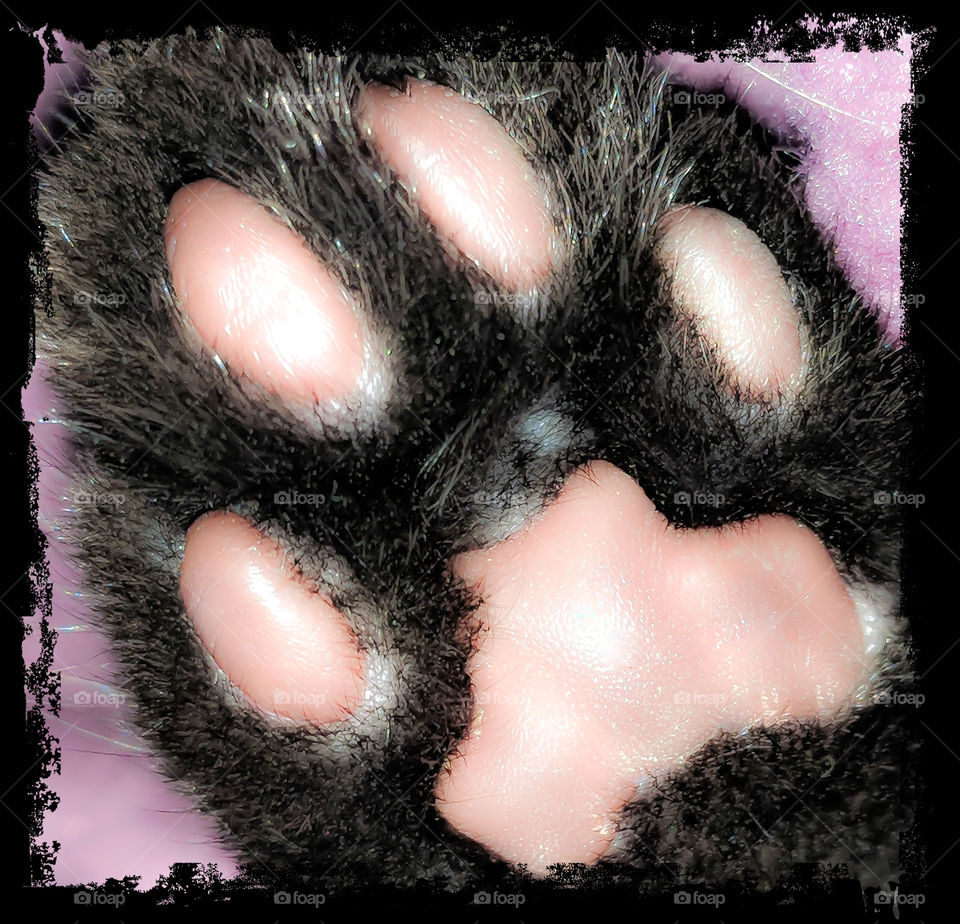 Kitten Paw 7