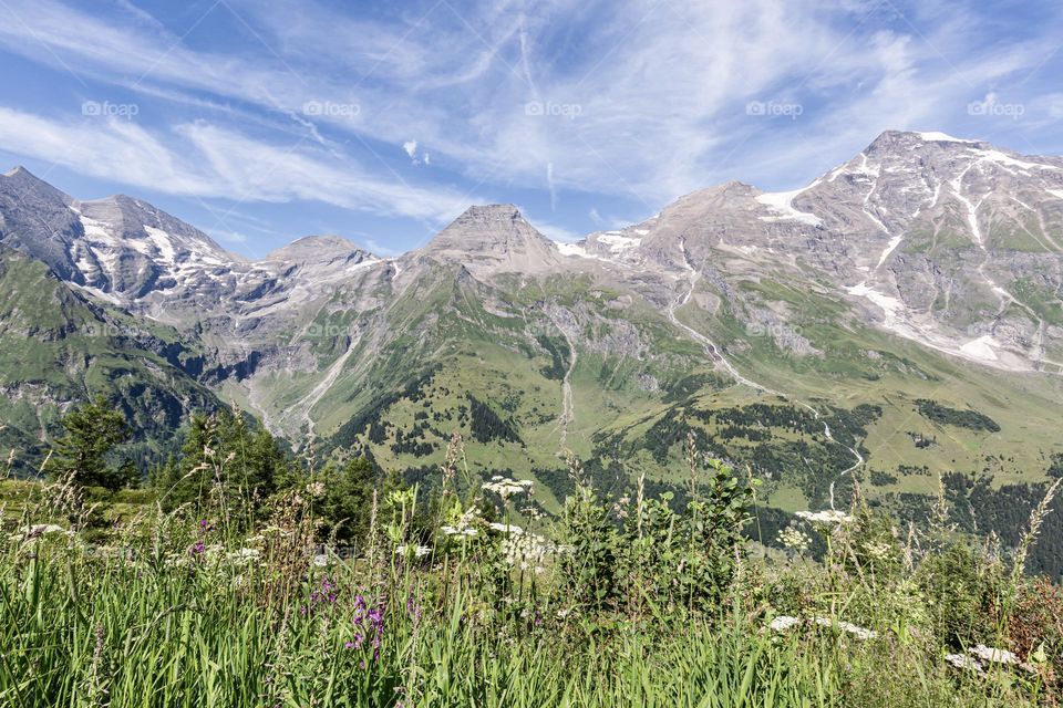 Field of flowers and beautiful mountains on a hiking trip in the beautiful Alps of Austria , Großglockner