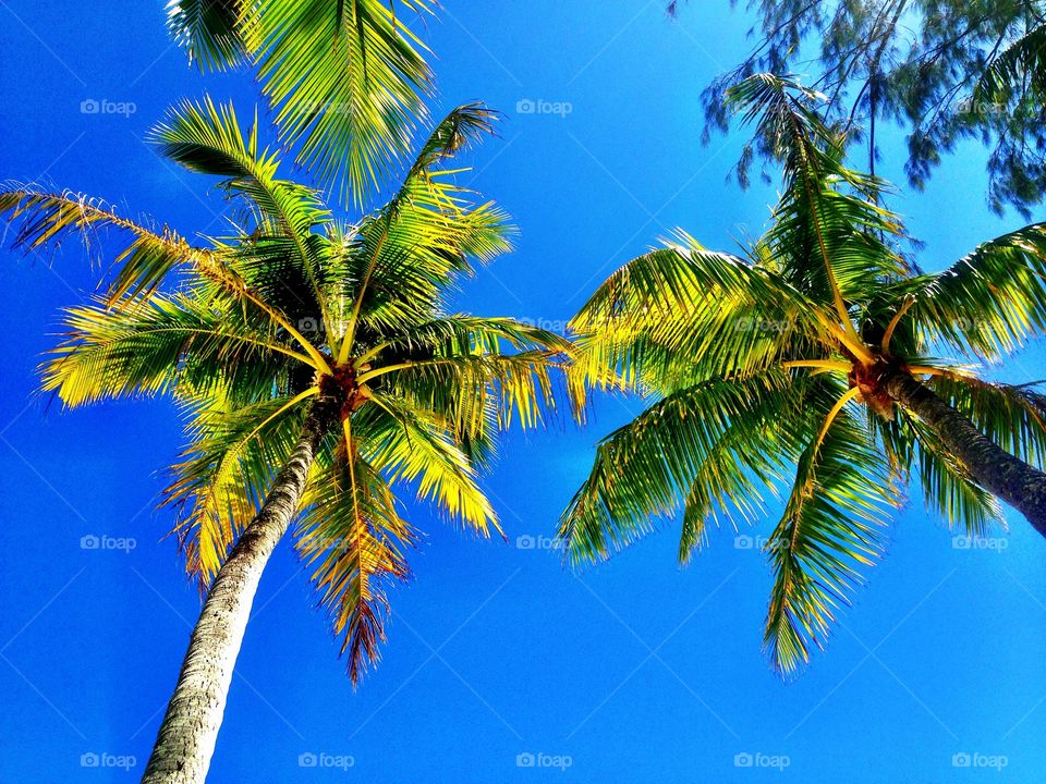 View from the hammock in paradise