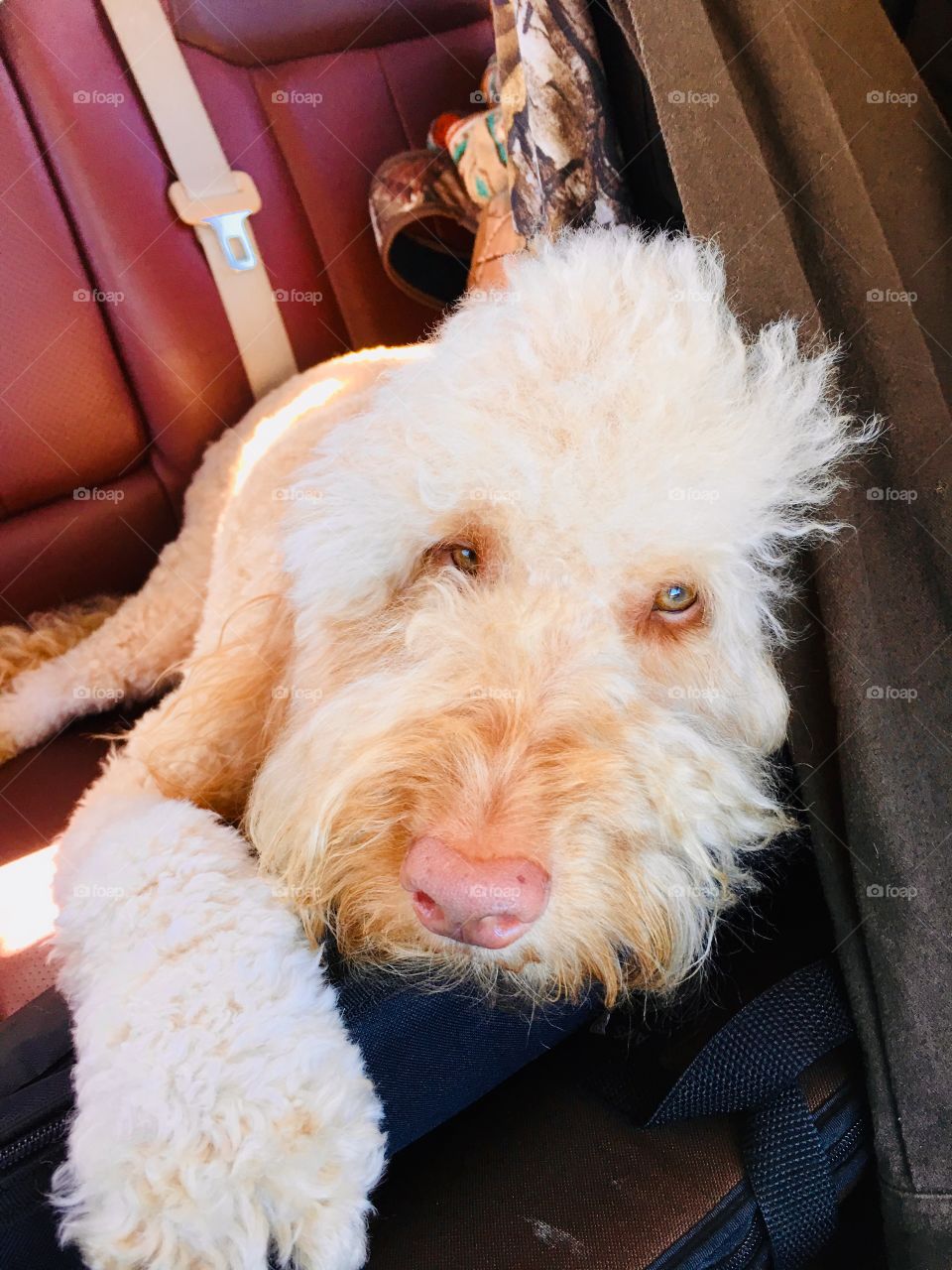 “Are we there yet?” Aloof Goldendoodle, Tucker, with boredom written all over his face! This road trip stuff isnt really his thing...sigh. 