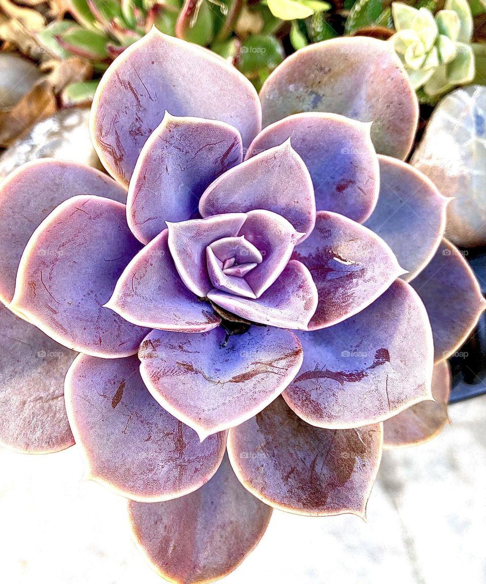 Pink echeveria succulent rosette 