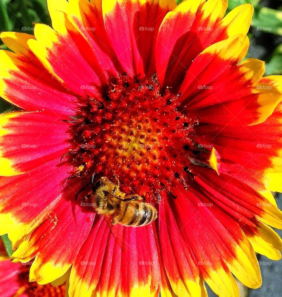 yellow nature flower red by hannahdagogo