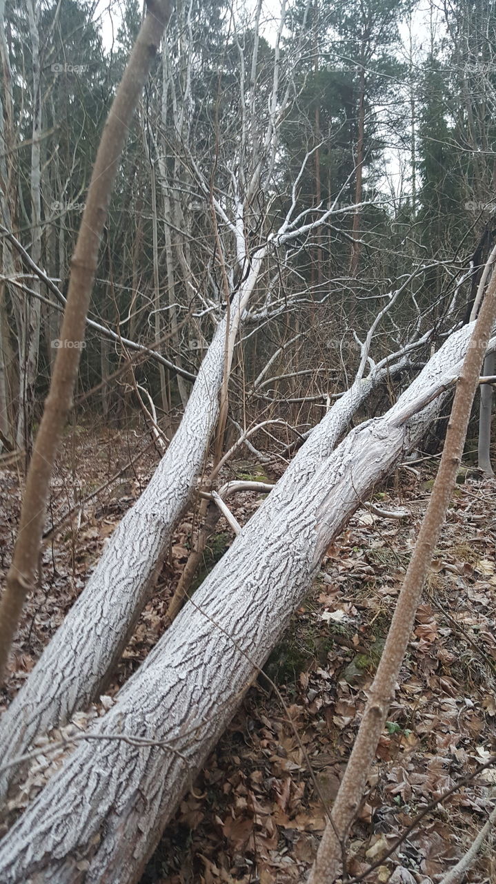 Fallen trees.