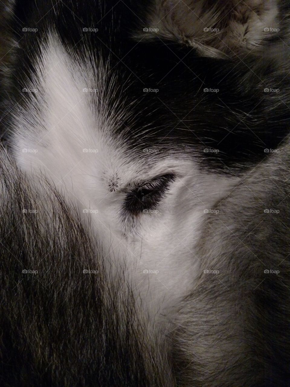 Husky Taking a Nap