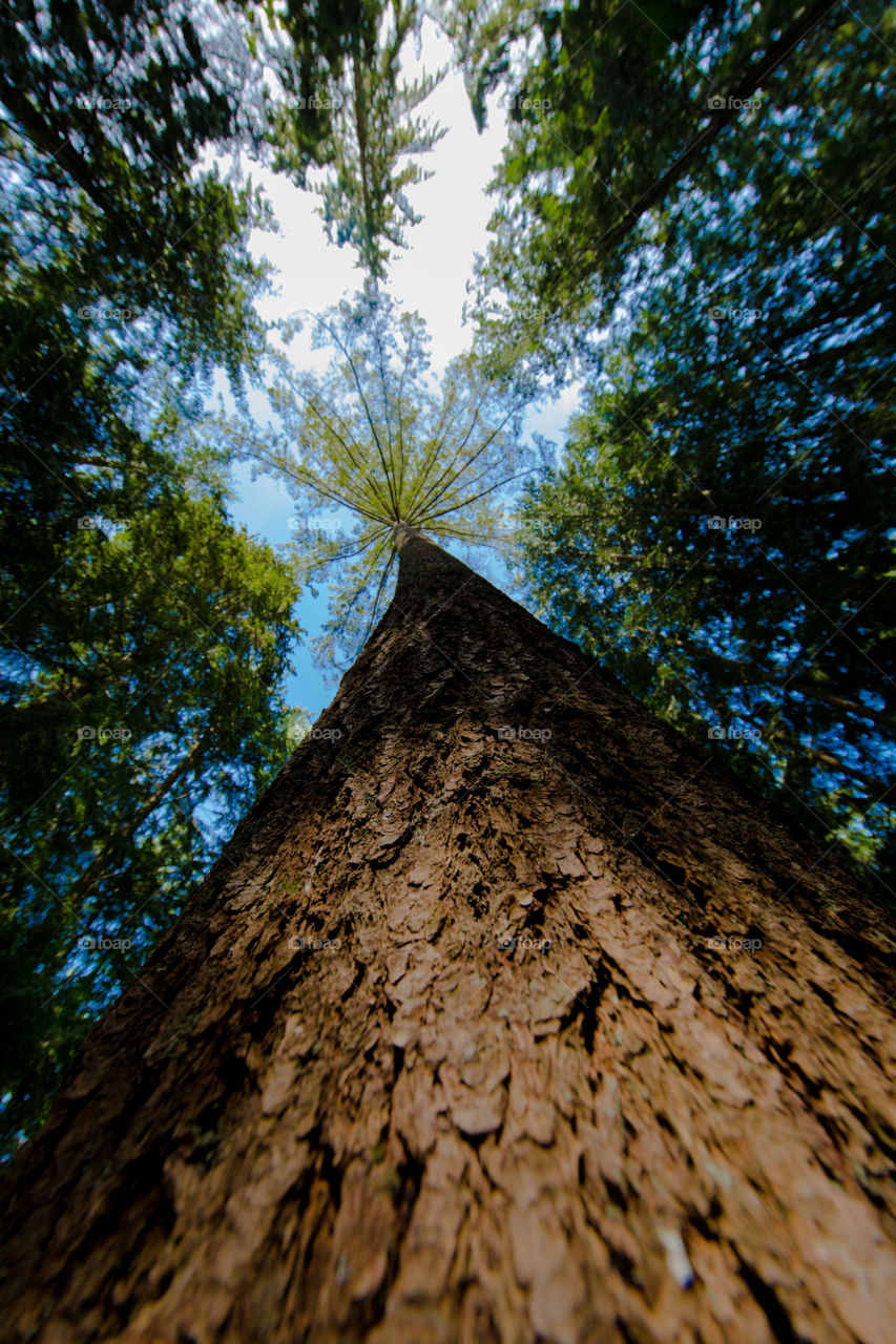 Low angle view of canopy tree