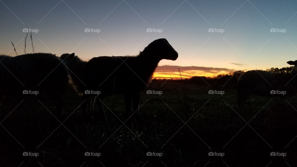 sunset sheep