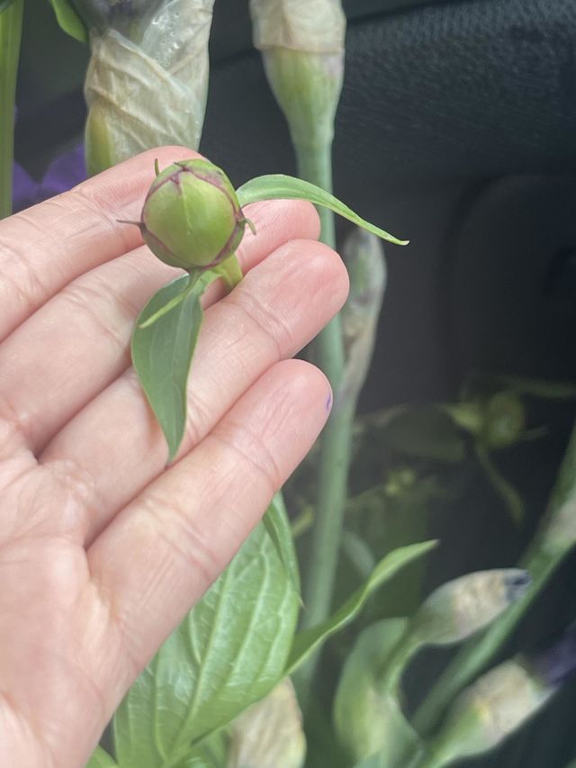 Irish Lilac Bud Flower