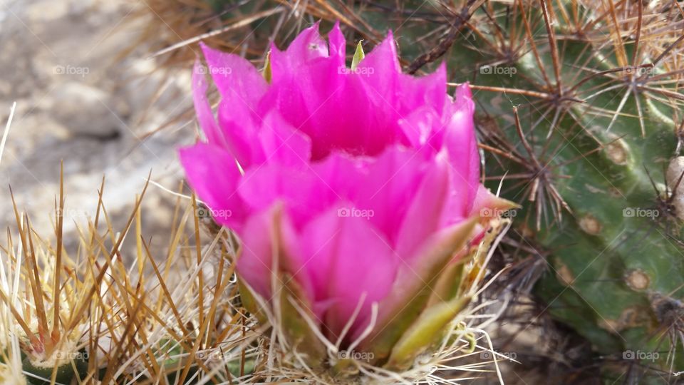 cactus bloom in the desert spring