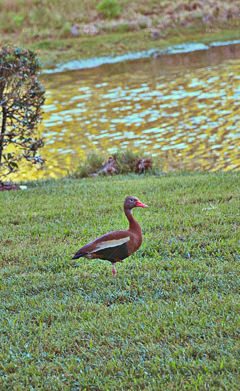 Black Bellied Whistling Duck 1