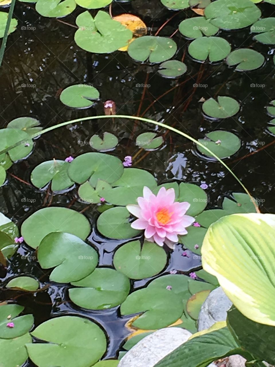 Water lily in water