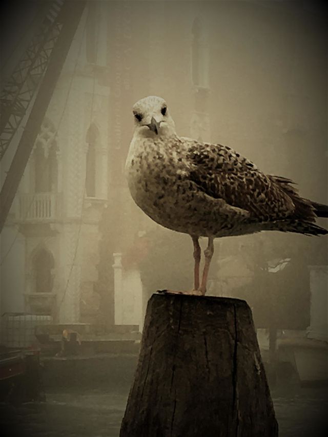 Seagull in Venice 