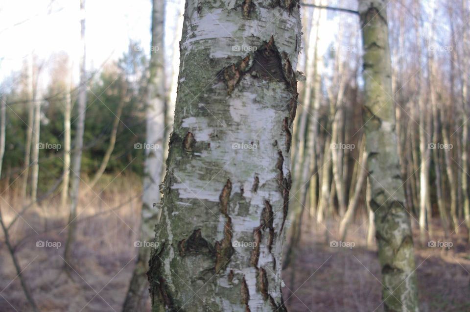 birch