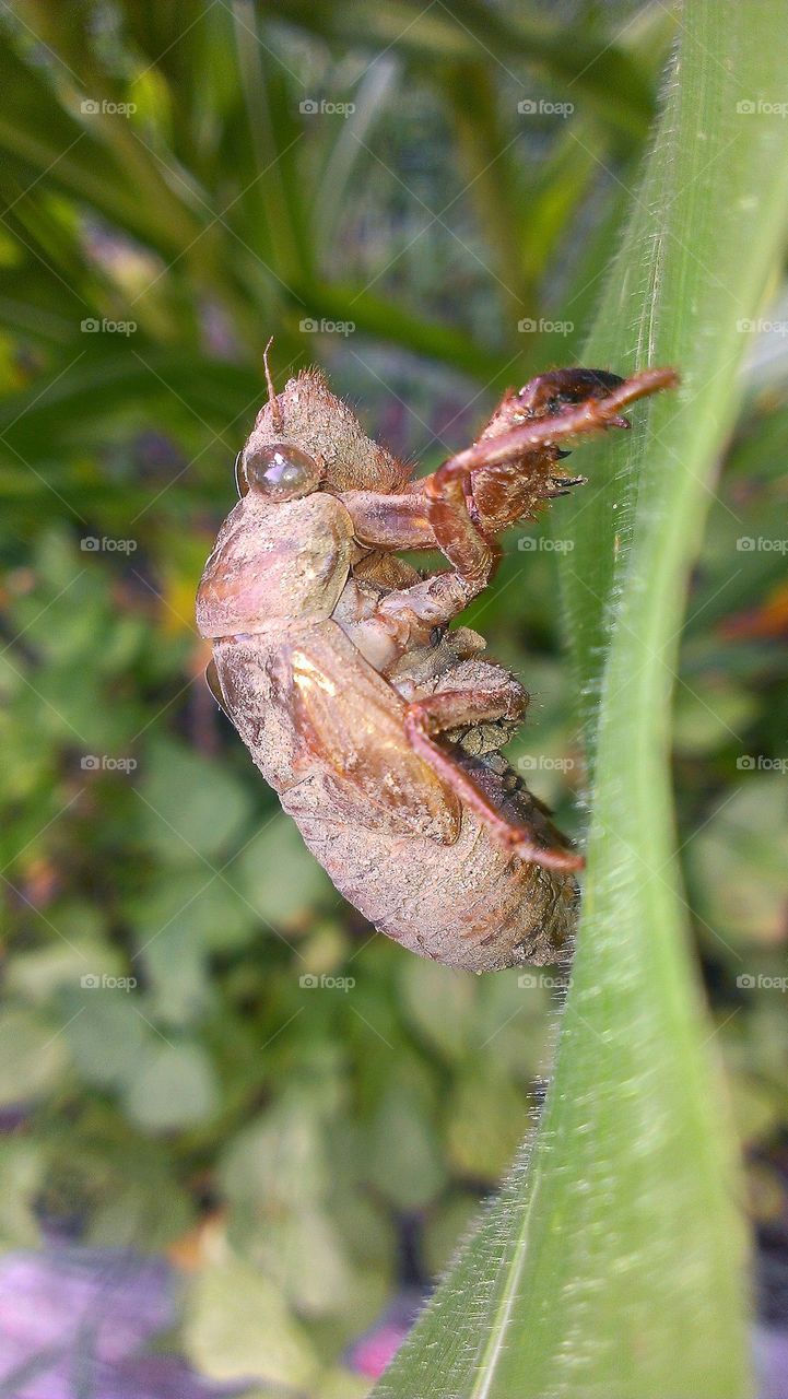 alien in the garden