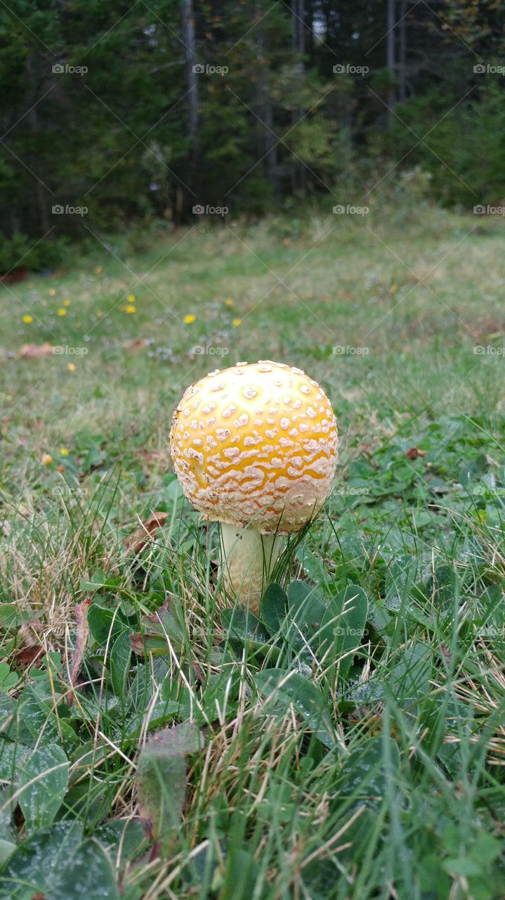 Crazy round mushroom