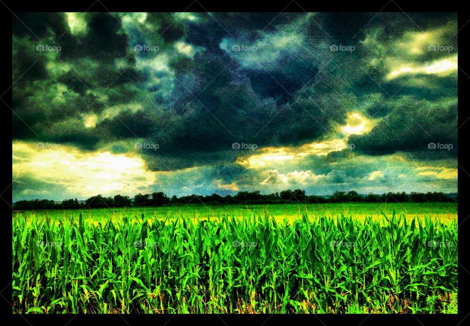 Cornfield sky number two