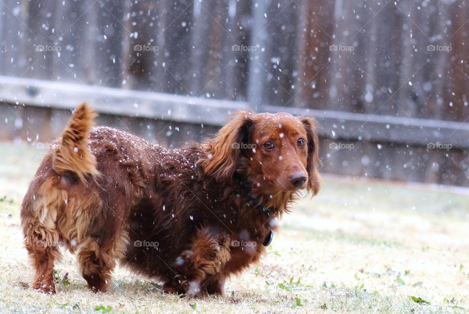 Snow Dog