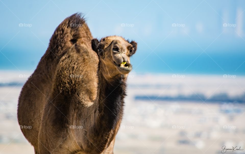 Camel from Kuwait