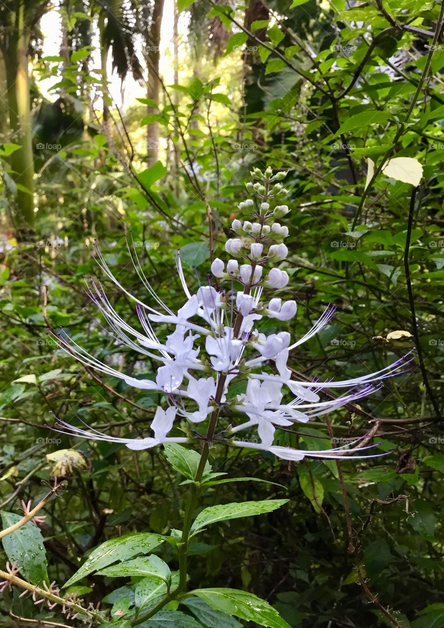 At Hawaii Tropical Botanical Garden