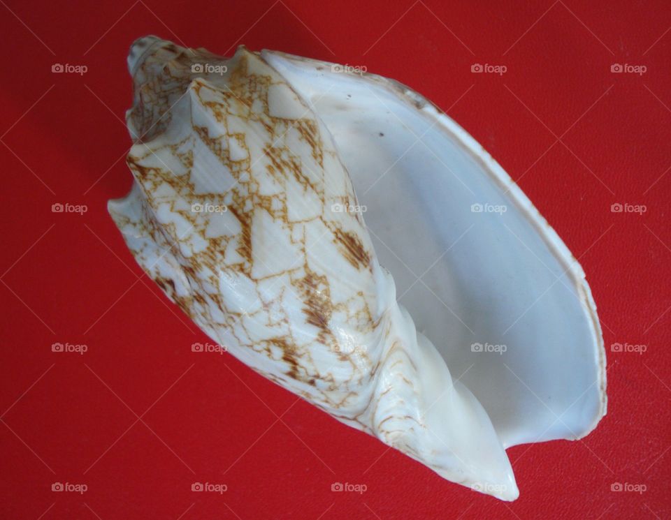The Seashell on the Red Background