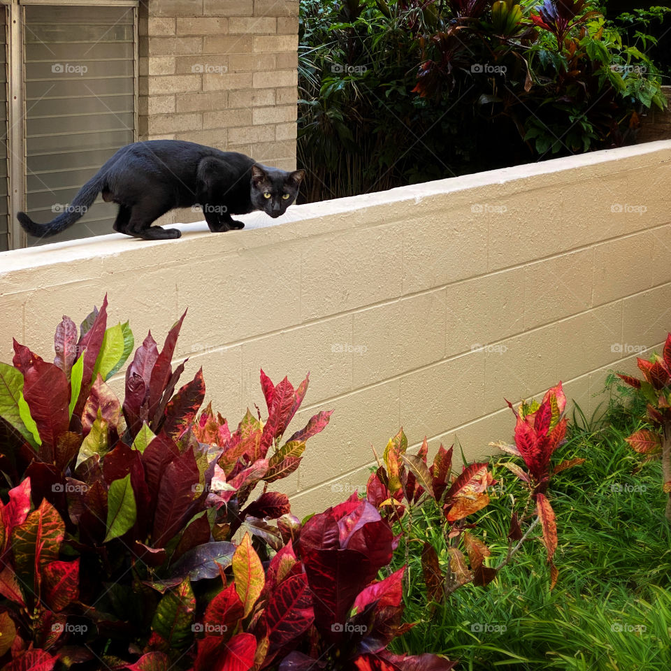 Black cat walking on the top of a garden wall