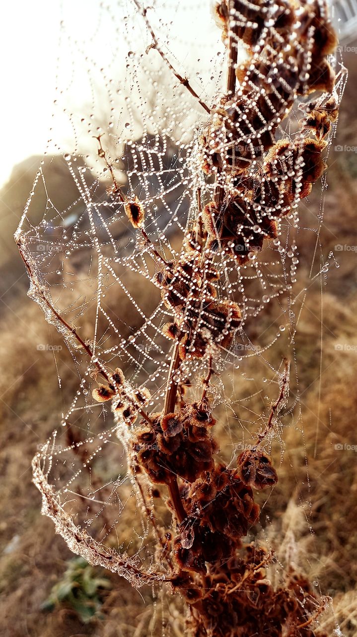 autin with drops of water on a plant