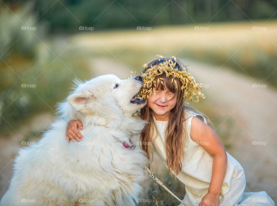 Little girl with Samoyed dog in rye field at summer evening 