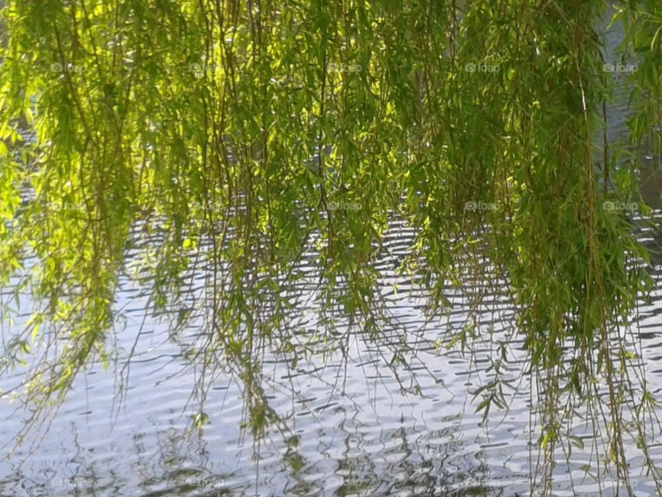 willow sun