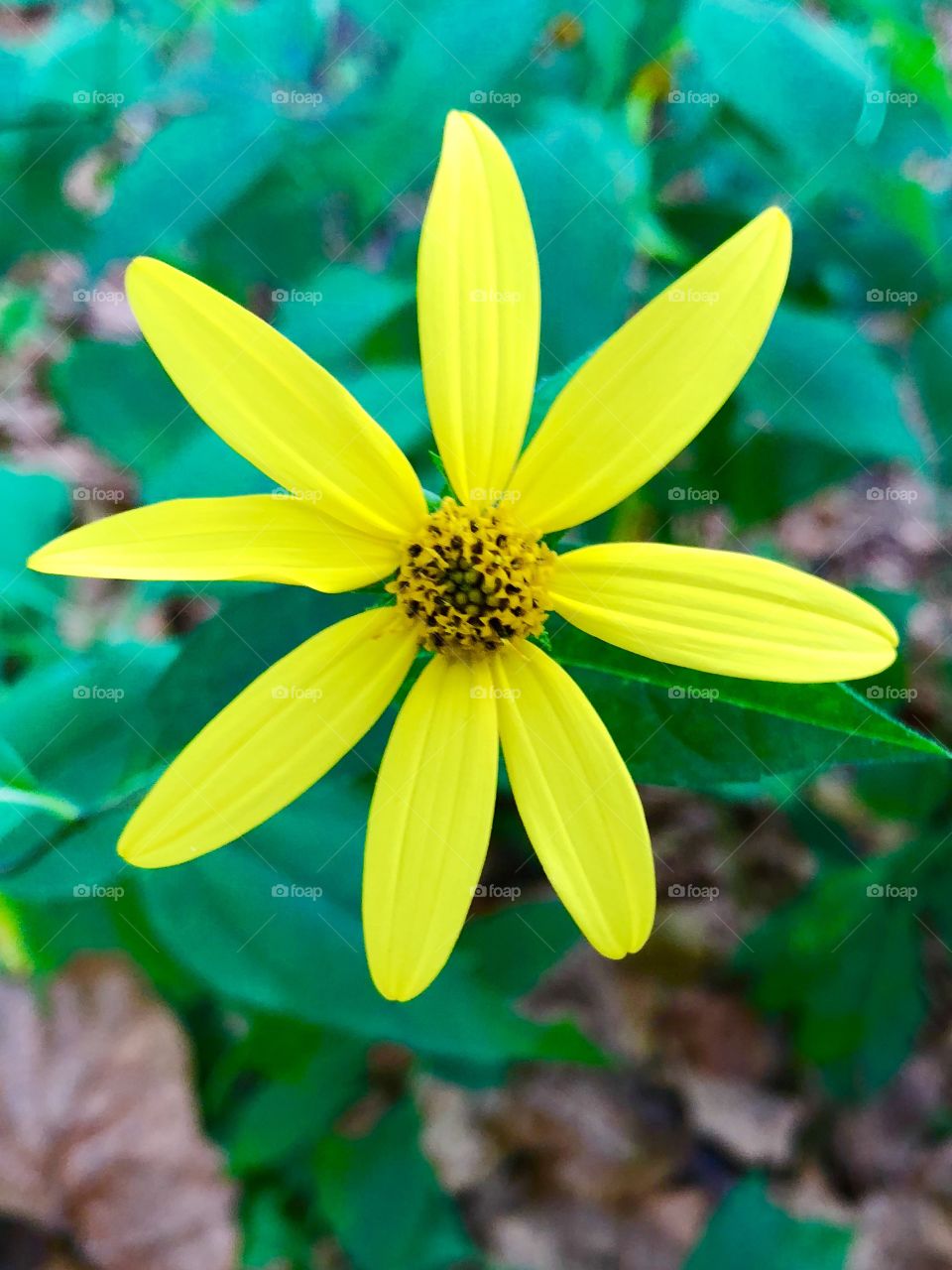 Wildflower yellow daisy