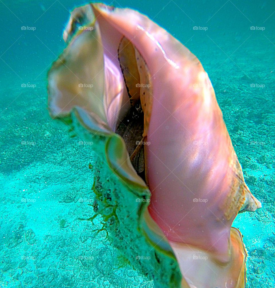 close up of seashell into the ocean