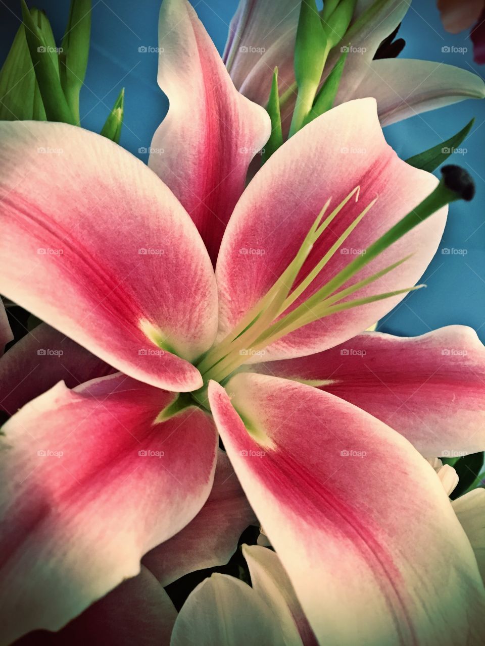 Pink Lilly
