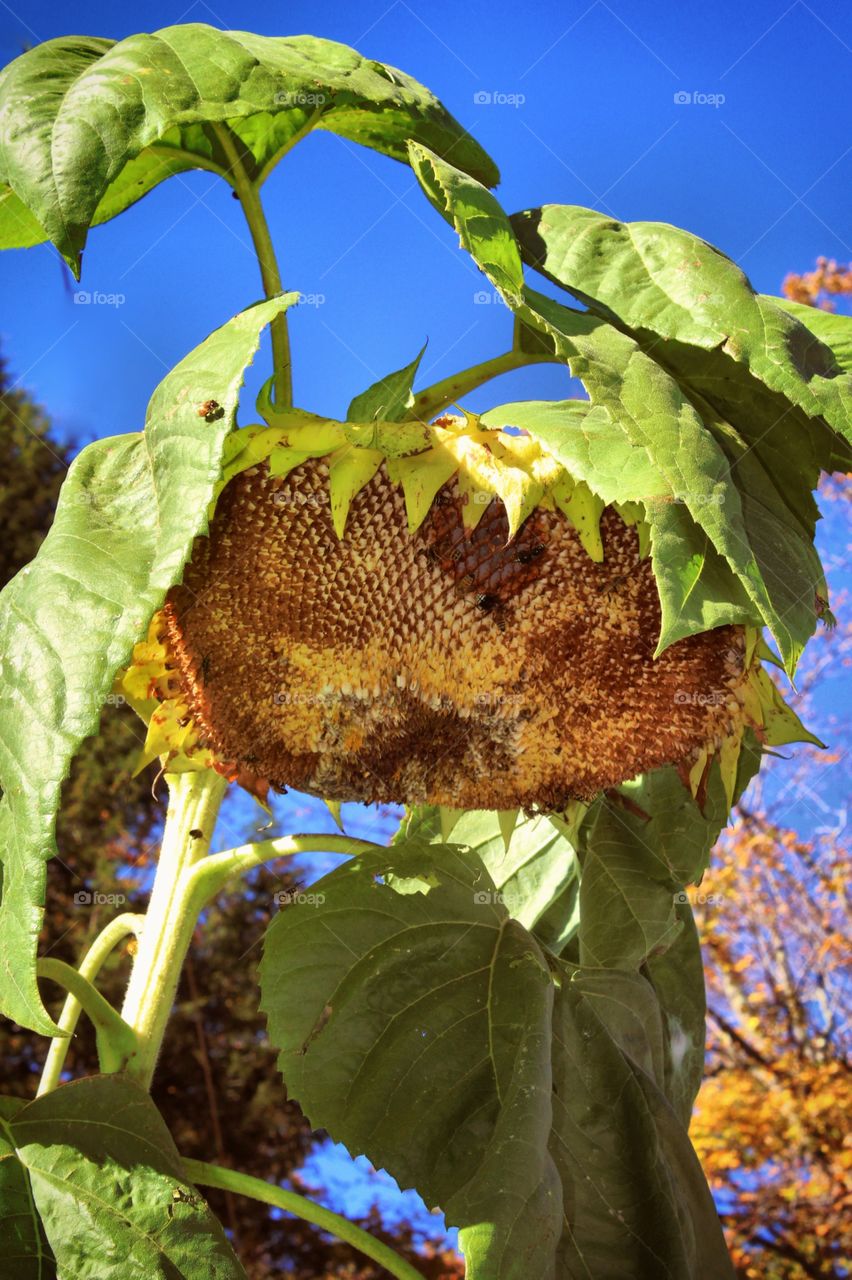 The Sun Hive