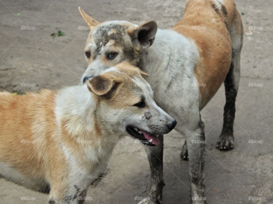 Two street dogs after playing mudl