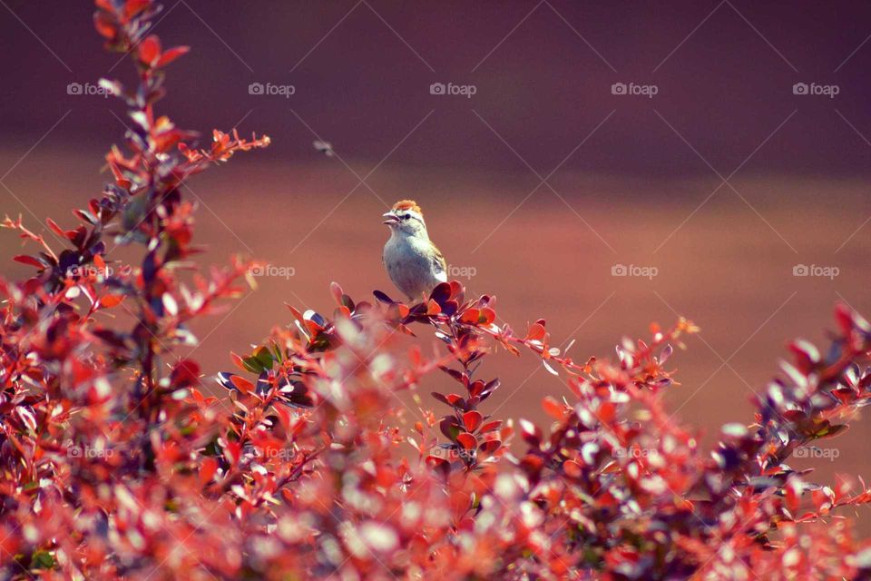 Bird in a bush 2
