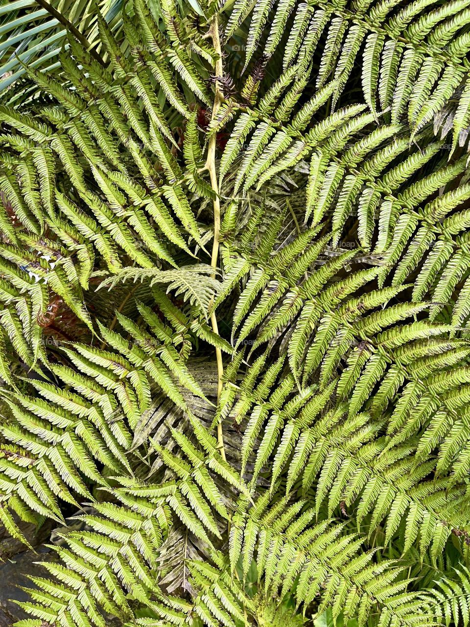 Leaf of green Fern top view 