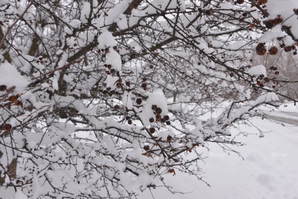 Frozen berries