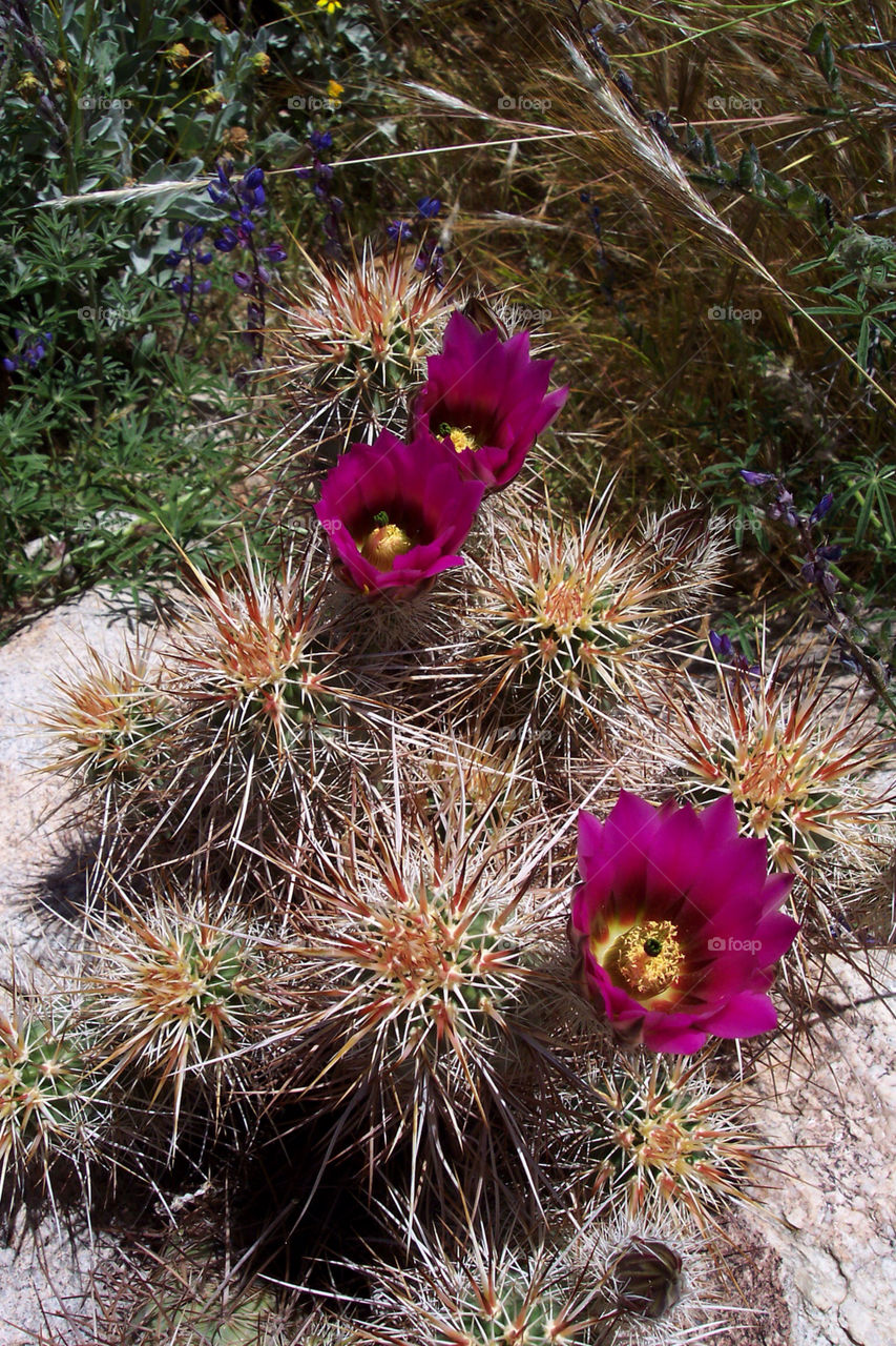 flowers plants red purple by kenglund