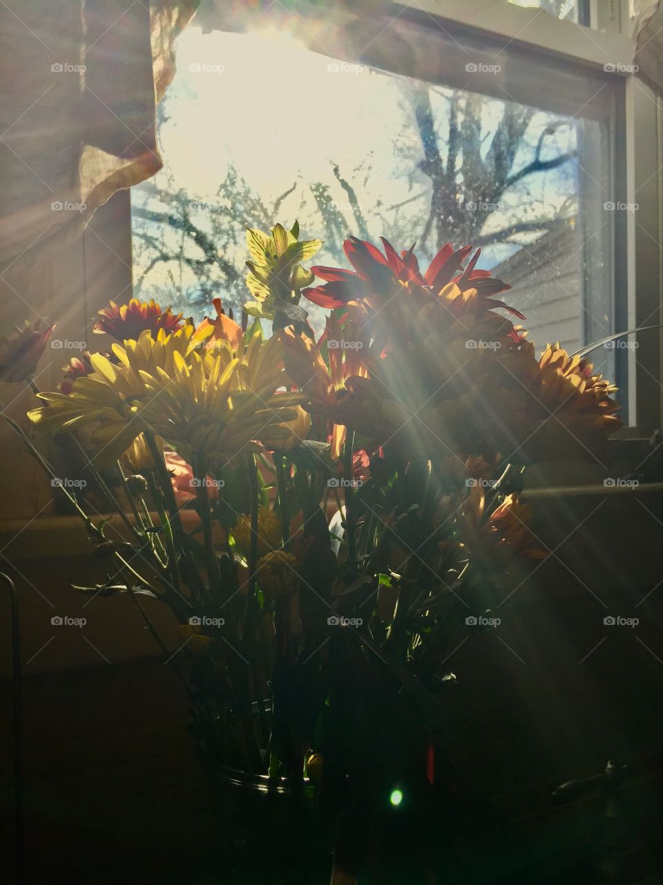 Sunlight through the flowers 