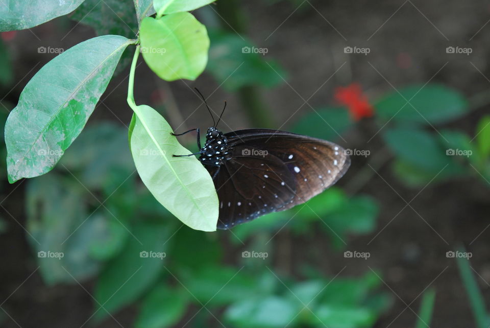 A butterfly on a leaf.
