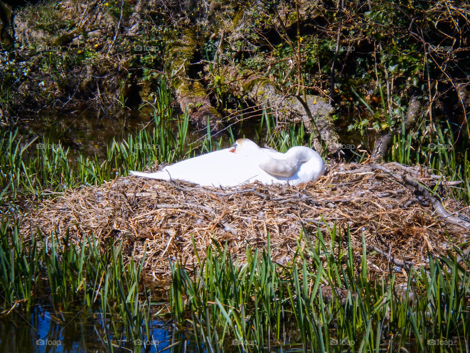 A swan on its nest in the spring