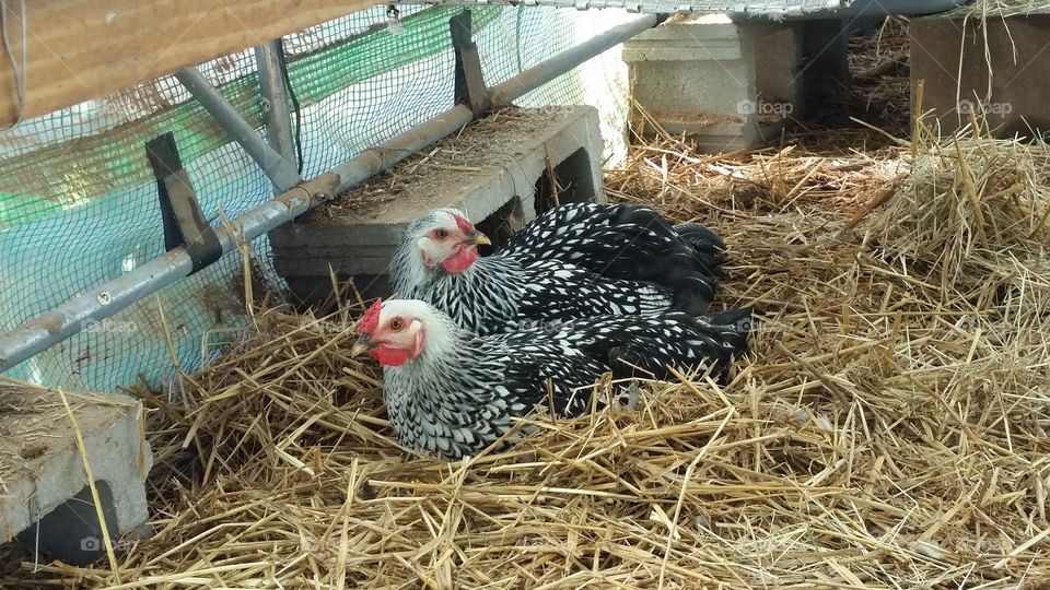 silver laced sisters