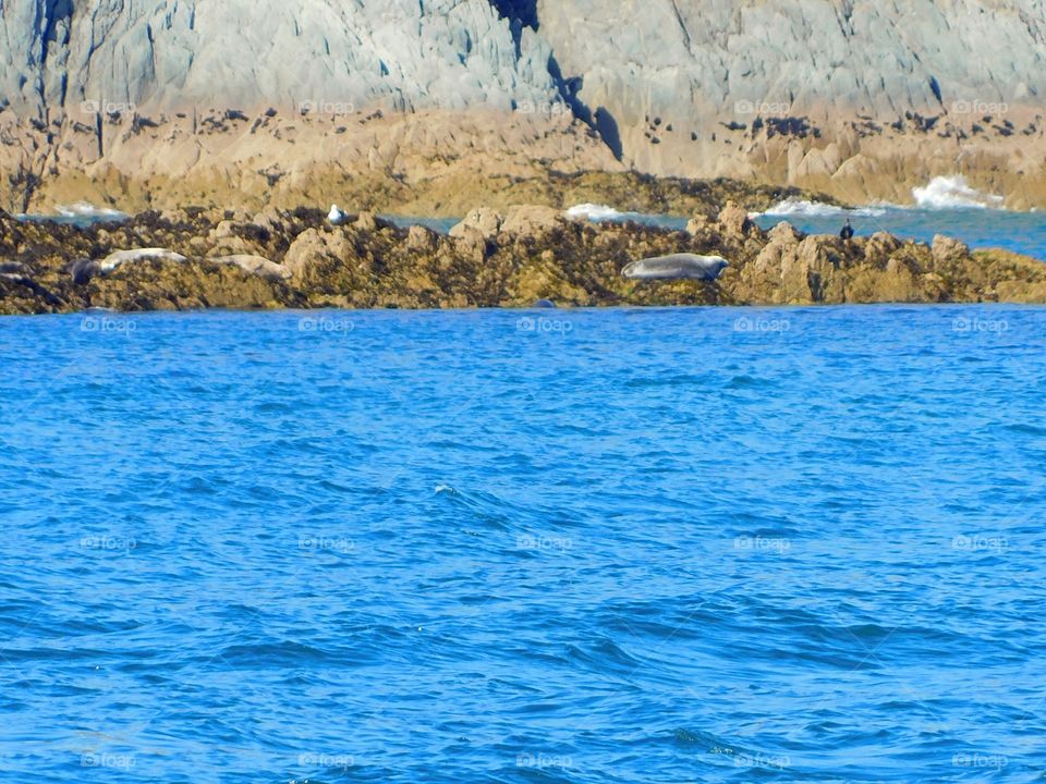 Atlantic grey seals basking around Bury Head, Devon