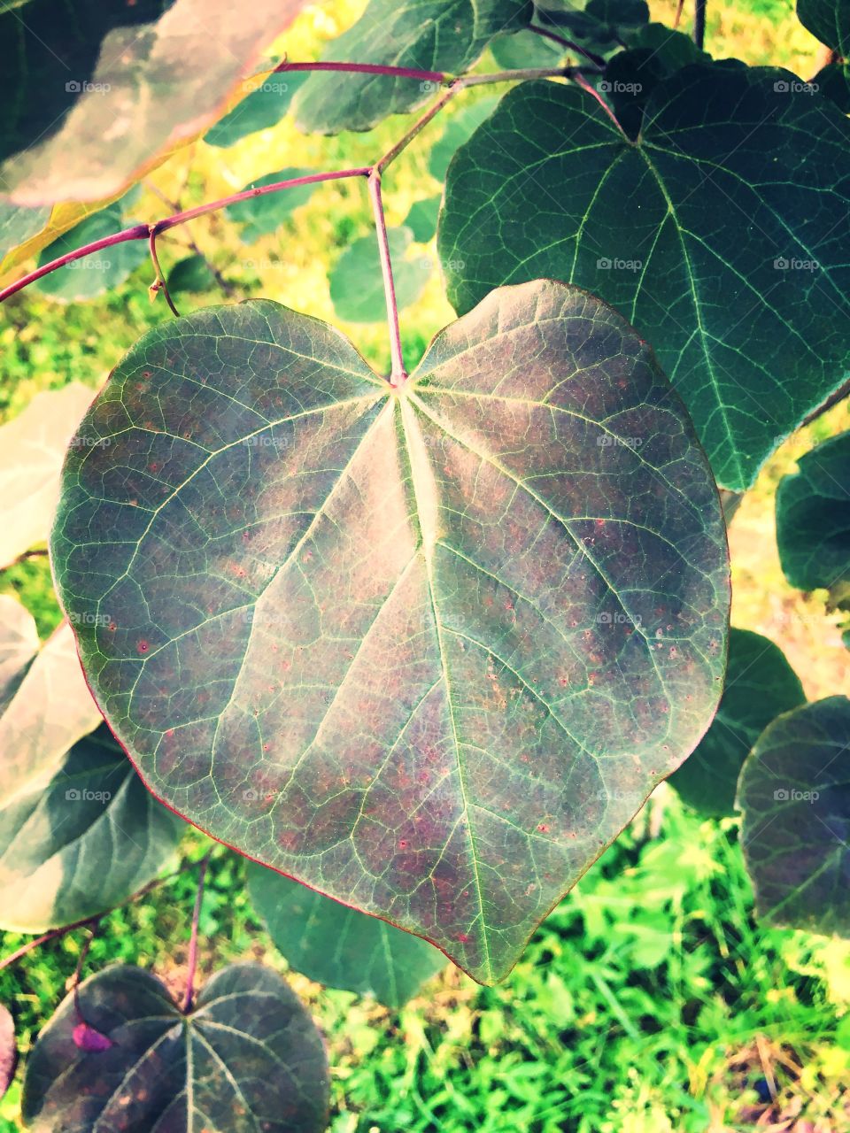Heart shaped purple leaf