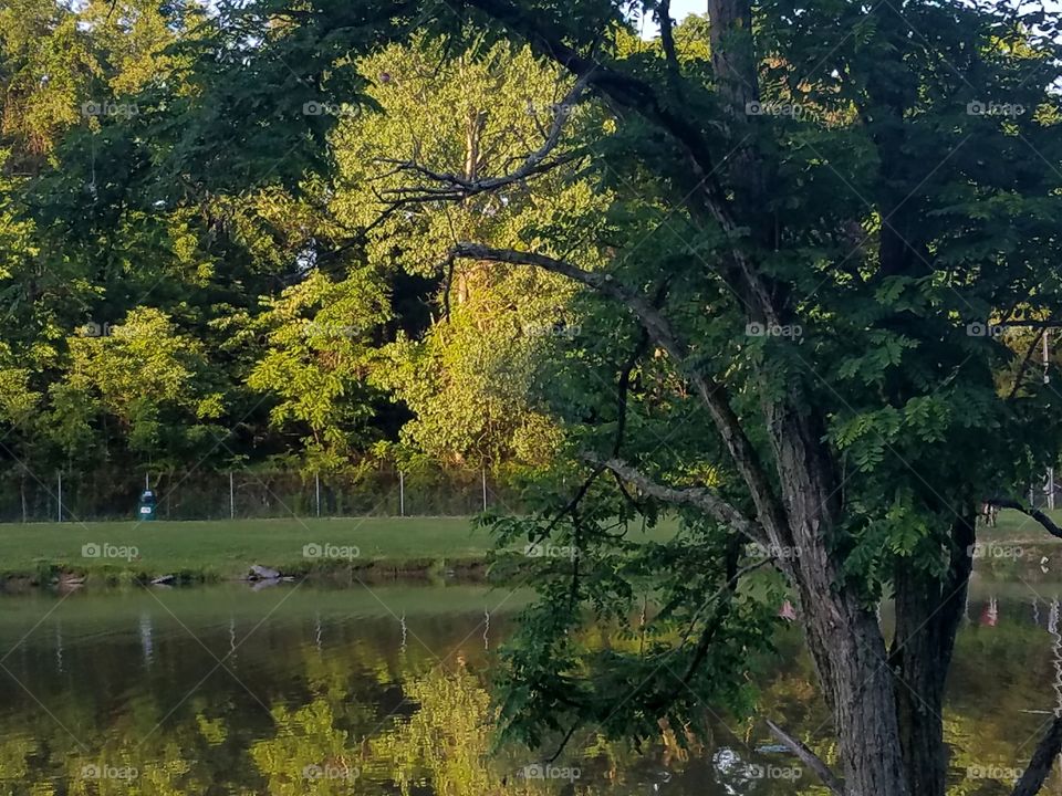 lake in park