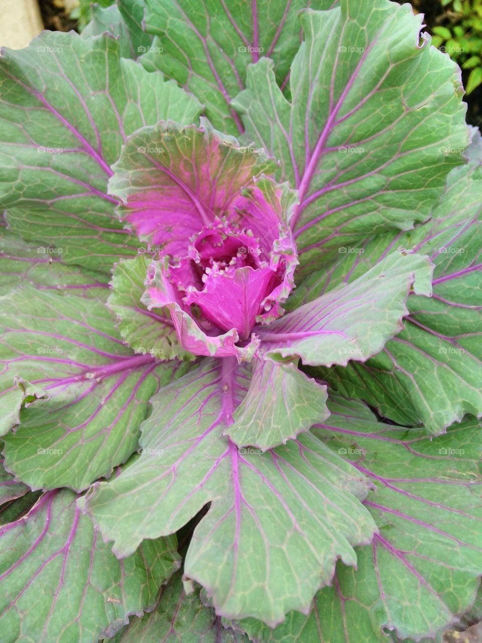 decorative cabbage