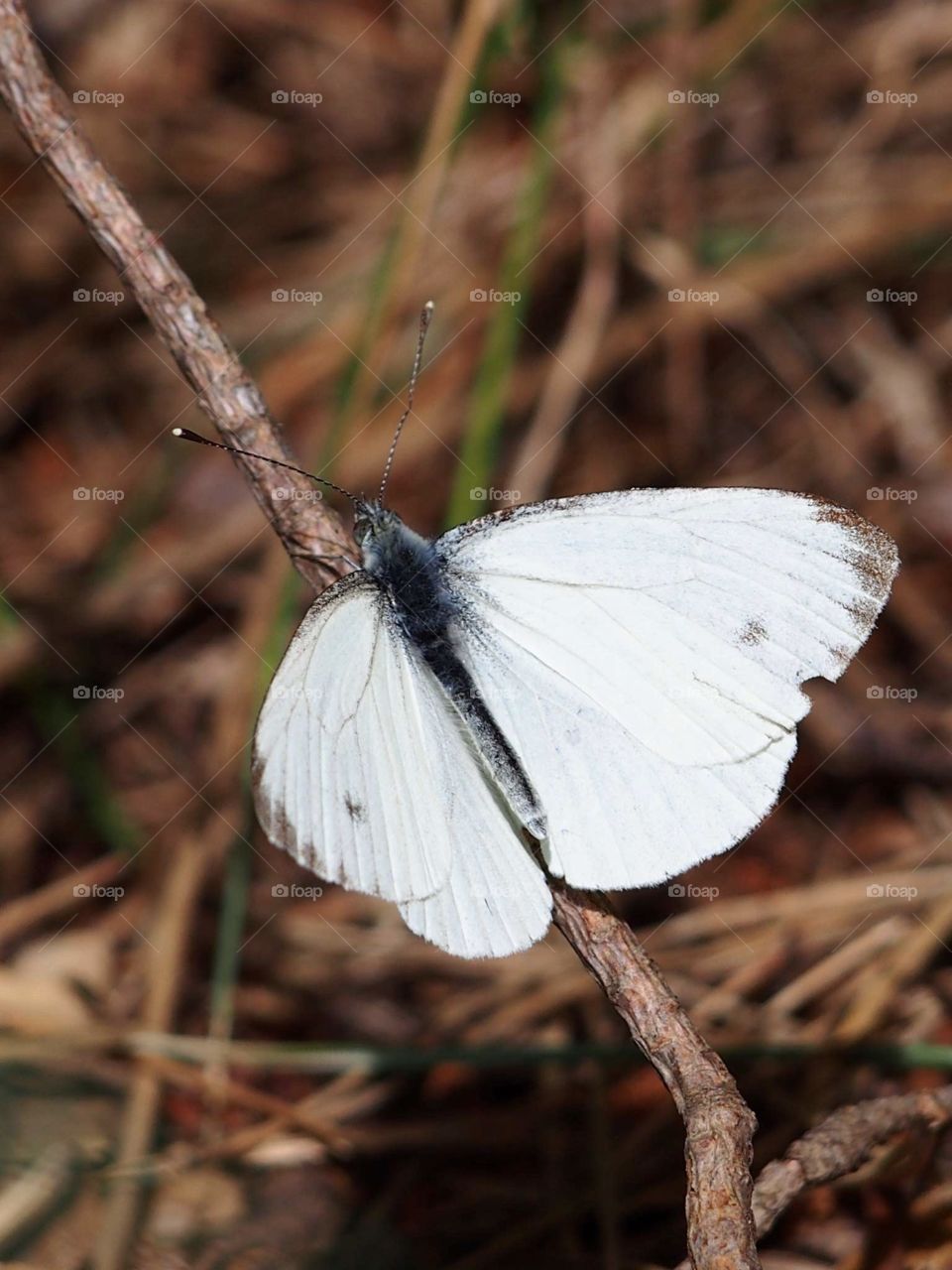 Cabbage butterfly