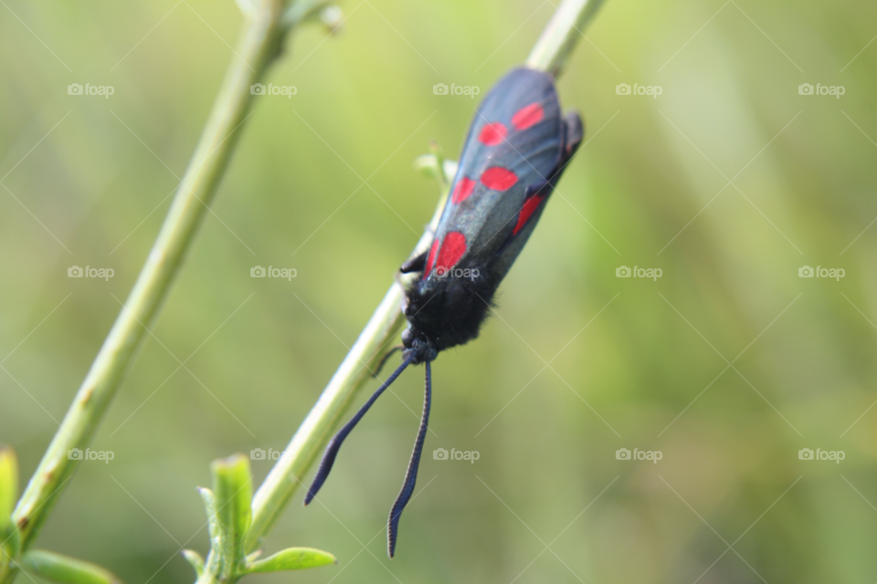 nature macro plant insect by leonbritton123