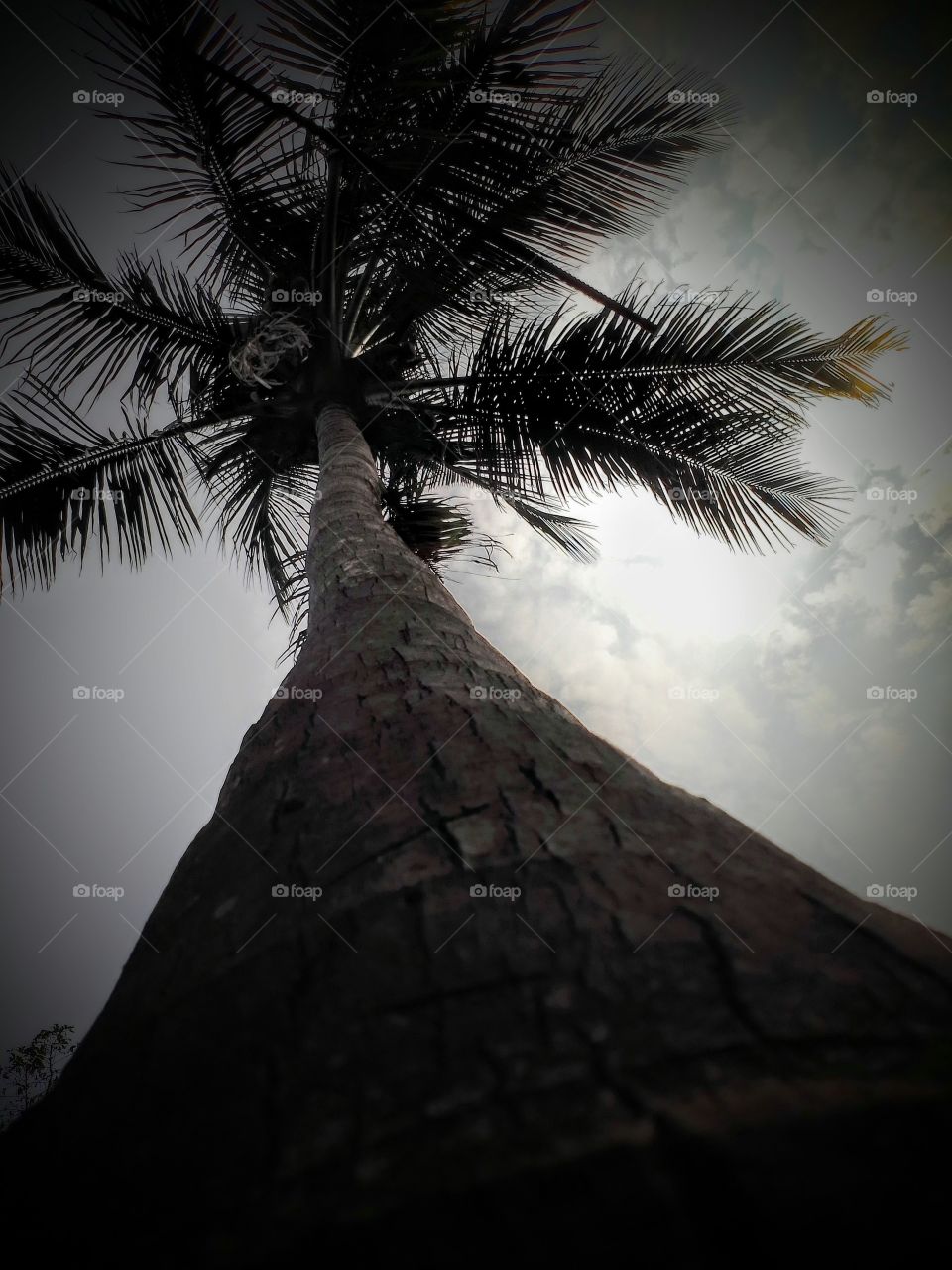 coconut  tree